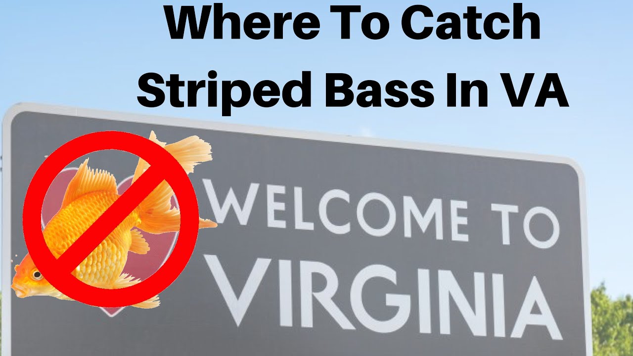 Where to Catch Striped Bass In Virginia YouTube
