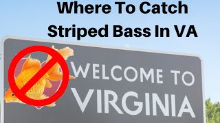 Where to Catch Striped Bass In Virginia