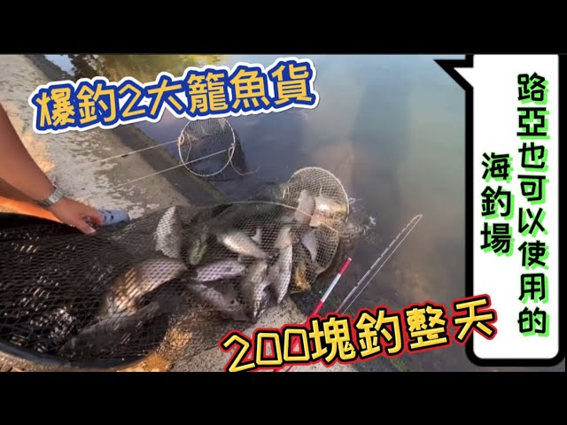 海釣場200塊釣爆兩籠魚貨‼️ 2斤半以上石斑 讓你釣到手軟叫不敢 新竹 田媽媽福樂休閒漁村