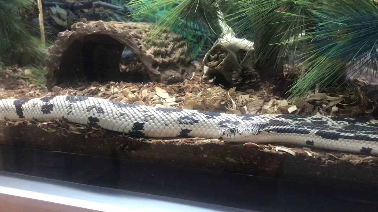 camera iphone 8 plus apk King snake exhibit at Cattus Island Park in New Jersey!