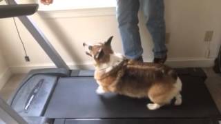 Corgi on a treadmill