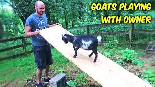 Goats Playing With Owner