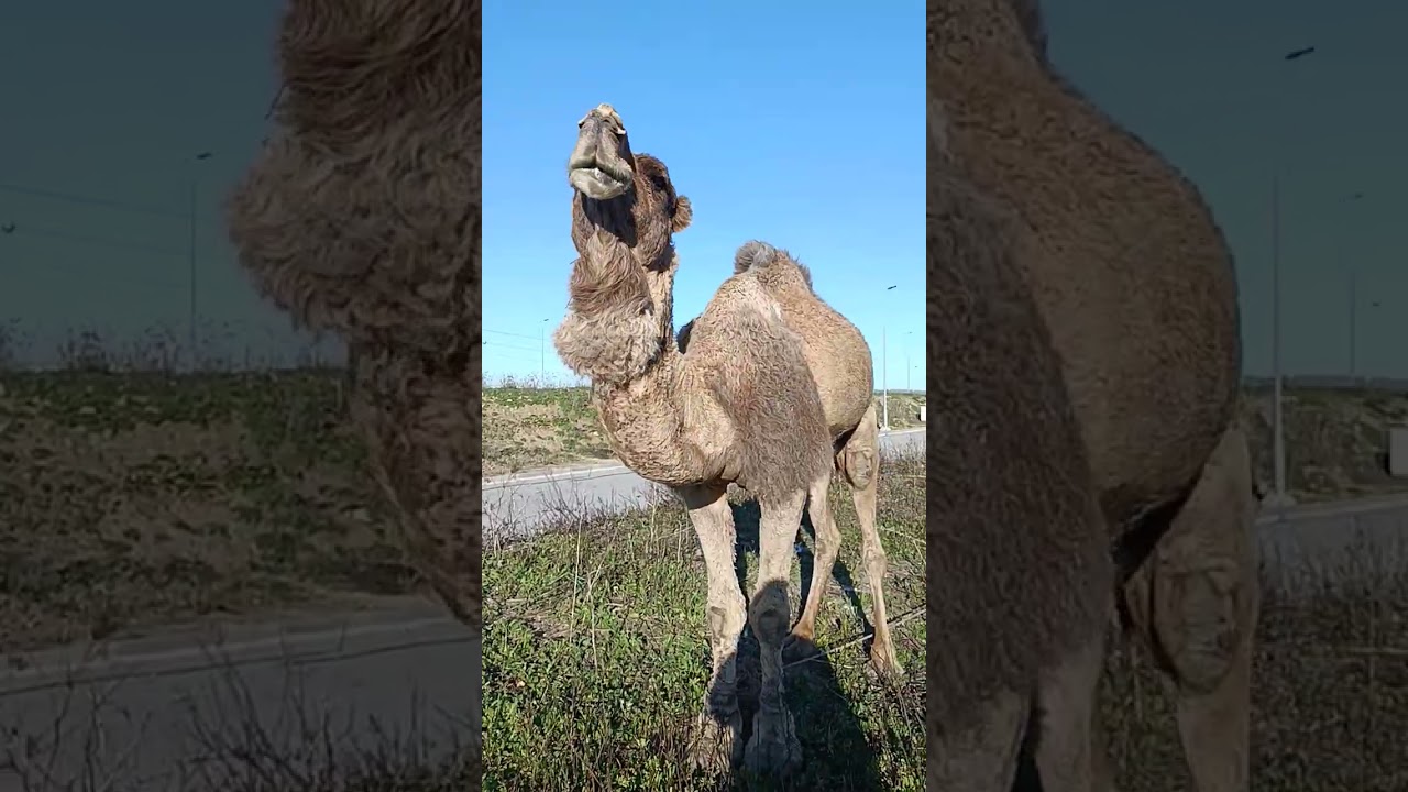 #جمل_الصحراء 