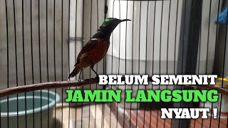 SUARA TERAPI KONIN JAMIN KONIN BISU LANGSUNG NYAUT