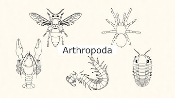 Introduction to entomology