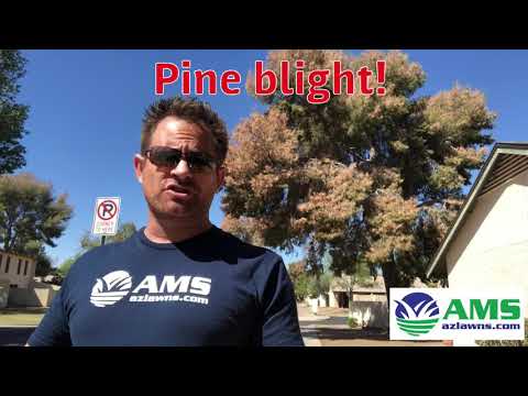 Видео: Aleppo Pine Tree Care - Научете за Aleppo Pines In The Landscape
