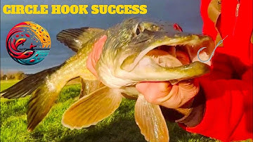 Fenland Pike fishing : How to set circle hooks