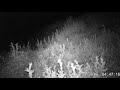 Fototrampeo &quot;trailcam&quot; de gineta &quot;genet&quot; (genetta genetta) en Parque Natural Sierra Norte de Sevilla