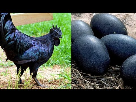 Video: Quale Uccello Fa Le Uova Più Grandi