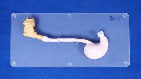 ERCP Simulator | Endoscopic retrograde cholangiopancreatography