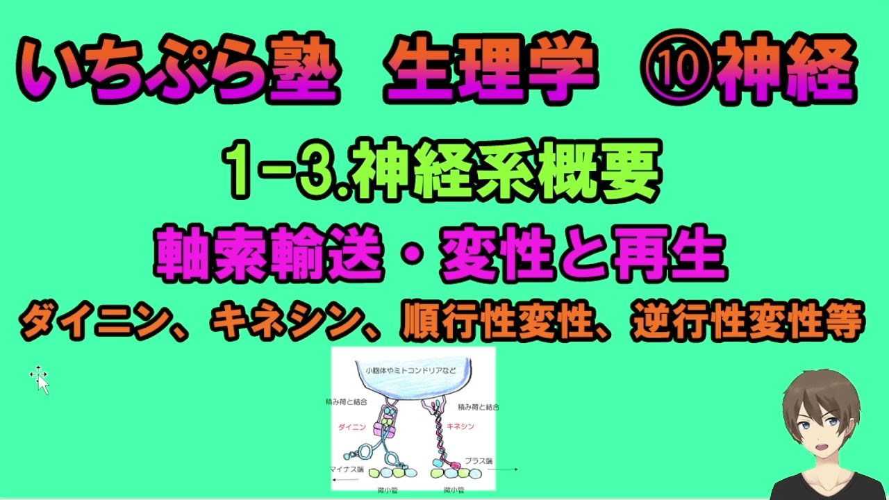 【いちぷら塾】生理学 10 神経 1-3 神経系概要 軸索輸送・変性と再生 ダイニン、キネシン、順行性変性、逆行性変性等