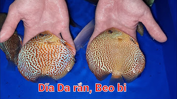 Cá dĩa beo bi, dĩa da rắn | Discus fish