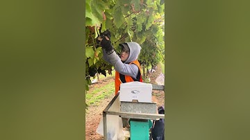 Úc không có xuất khẩu lao động - xin đừng bị lừa