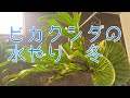 ビカクシダ（コウモリラン）の水遣り方法。（冬）platycerium growing