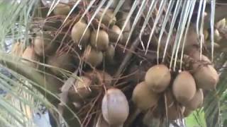 Coconut Cultivation Tips In Malayalam