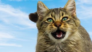 Cat Sounds To Attract Cats | Cats Meowing To Attract Kittens