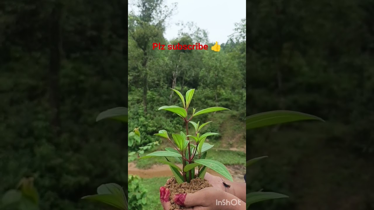 গাছ কিভাবে জন্মায় ।  Tree bron 🌲🌲🌲 