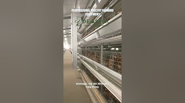 Automatic ladder feeding system for H type layer chicken cage from Demeter Machinery