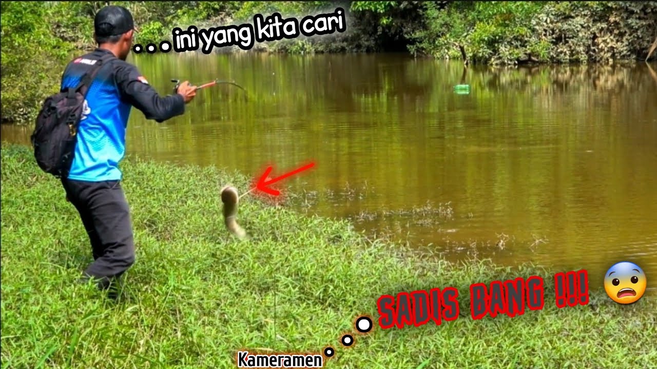 Casting Haruan Danau Air Kuning Super Ganas !!! 😱