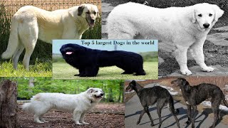 Top 5 largest Dogs In The World - largest Dogs of 2015