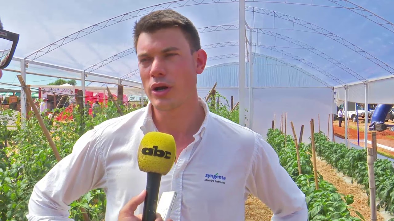 Tomates híbridos resistentes a enfermedades