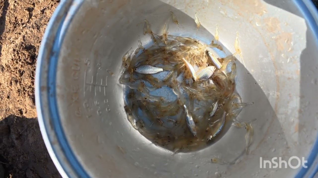 กุ้งเตั้น