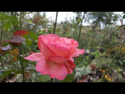 Vidéo: Violette Rose (53 Photos) : Description Des Violettes 