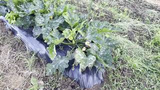 YouTube投稿してるのバレました・・・クビ？？？