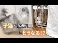 もふもふ猫と子猫がついに対面！？（前編） 【サイベリアン】