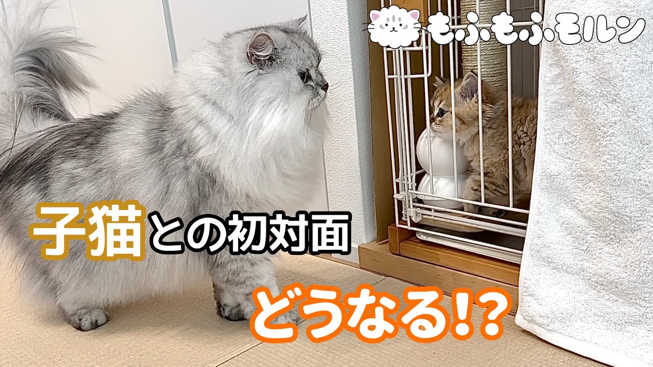 もふもふ猫と子猫がついに対面！？（前編） 【サイベリアン】