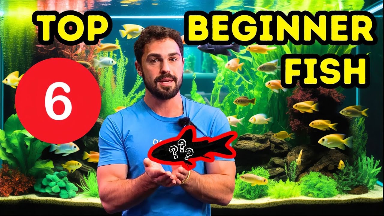 6 лучших рыб для начинающих аквариумистов