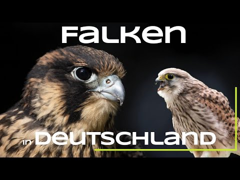 Kestrels, Peregrine Falcons, and More - All of Germany's Falcons - Birds / Falcon