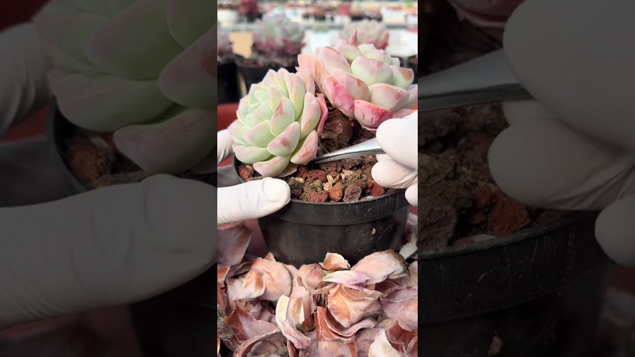 #succulent #plants #viral #asmr #satisfying #relax #asmrsounds #asmrvideo #peace 