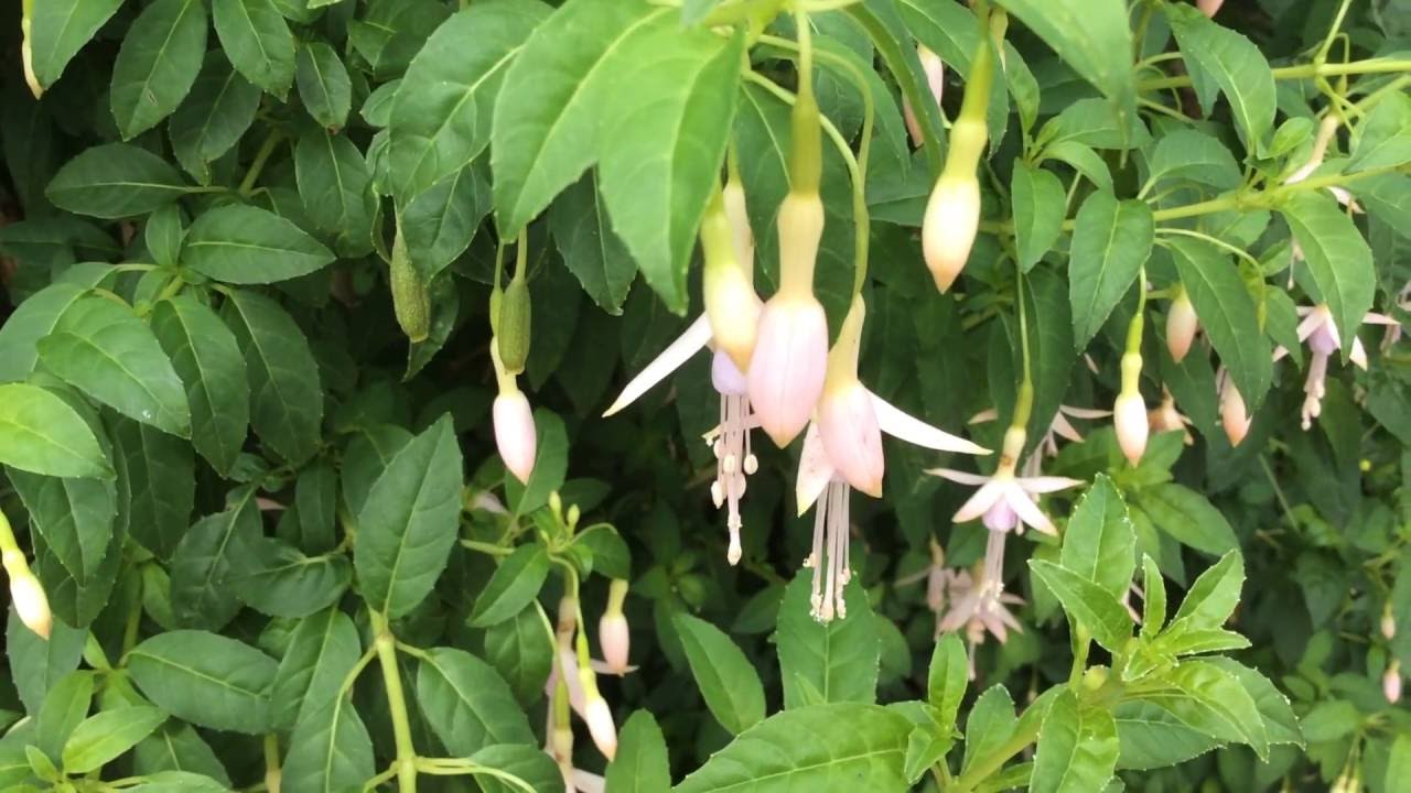 Fuchsias Light Pink Blooming In Garden #fuchsia #gardening #flowers #