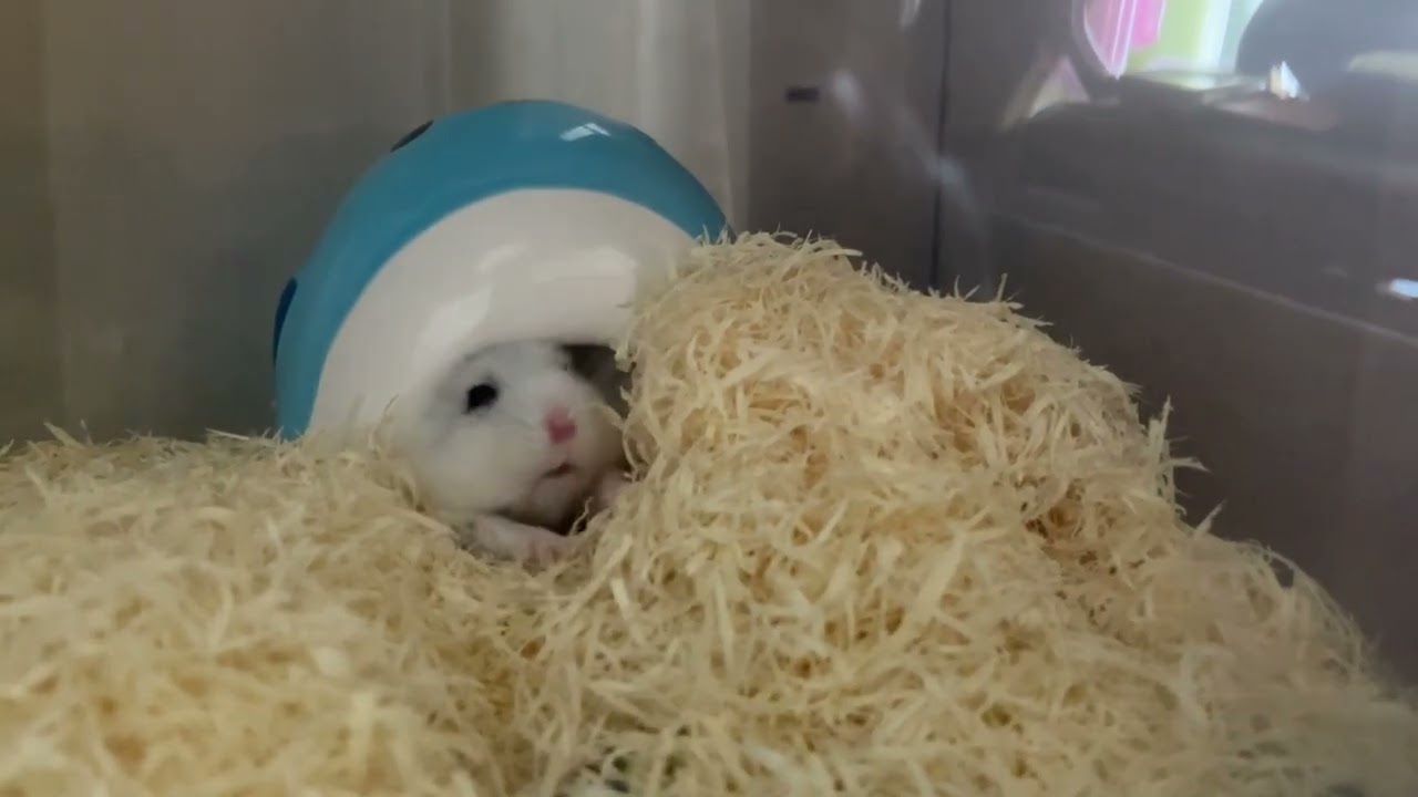 10/29〜12/3 ぷぅちゃん、冬毛に