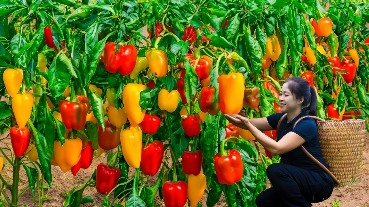 Harvest Bell Pepper & Goes To Market Sell | Harvesting And Cooking | Lý ...