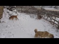 Снега навалило! собакам всё интересно!!!