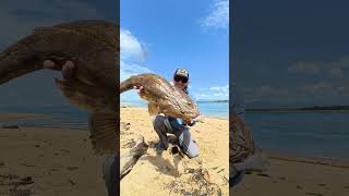How to catch BIG Flathead on Molix glide bait 90 SS!