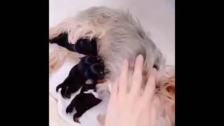 yorkshire terrier puppies for sale