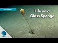 Gulf of Mexico: Life on a Glass Sponge