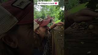 Feeding my chipmunk friend Mr Chippie ❤️ #handfeeding #chipmunk #wildlife #Love #animals #fyp #cute
