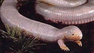 The Mexican Mole Lizard  Animal of the Week