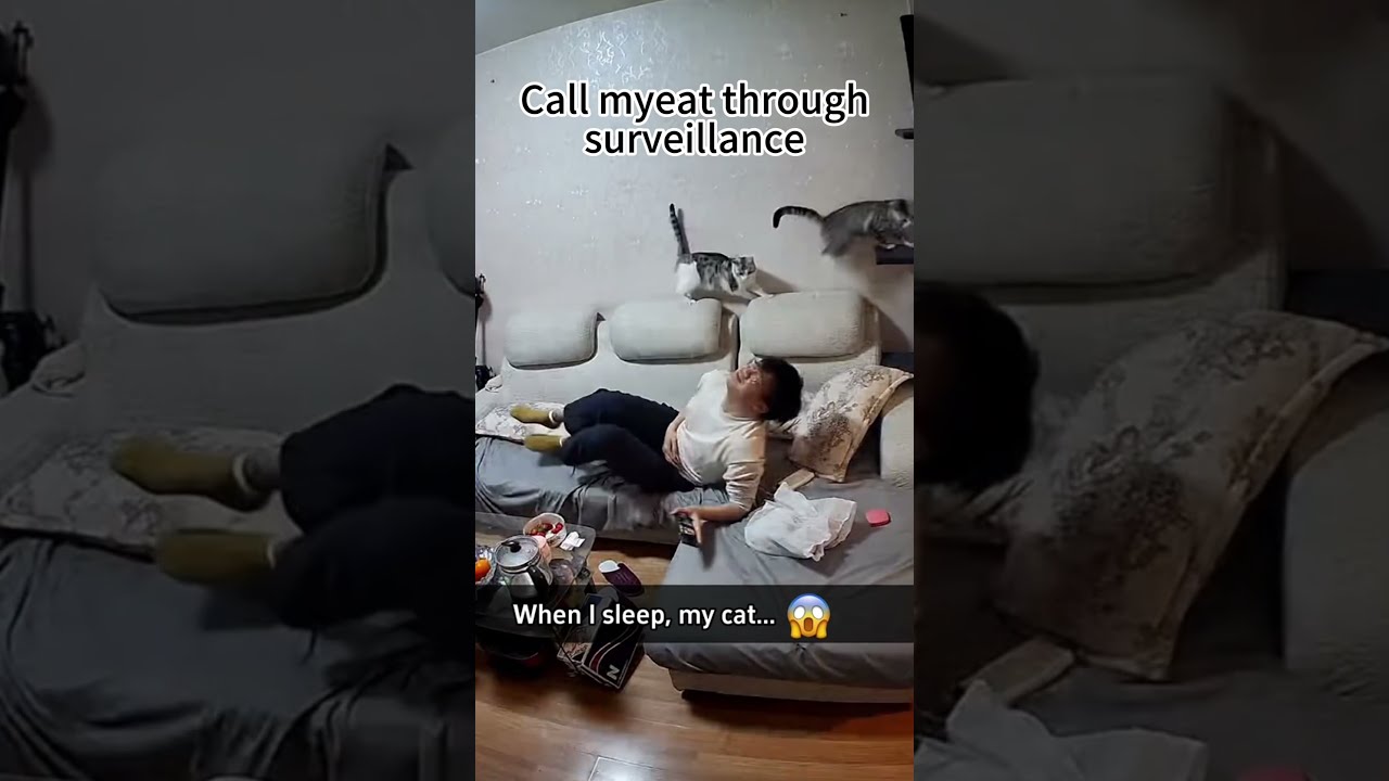 When I Use Surveillance To Call The Kitten Usa Tiktok Fouryou Fyp Funnyvideos Funny