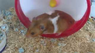 Hamster Hiccups