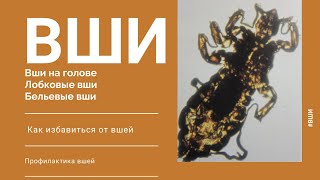 картинка: Вши. Виды вшей. Лечение. Профилактика.