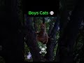 Girls Cats 😹vs Boys Cats 💀 #catvideos #cat