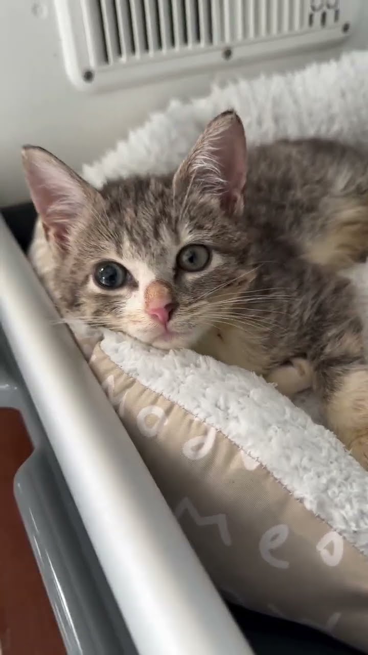 Bébé chaton très mignon ♥️ ♥️ ♥️ ♥️ ♥️ ♥️