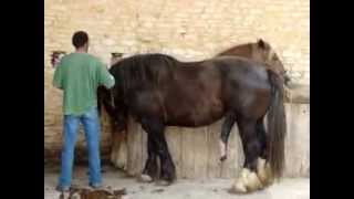 big Stallion semen collection