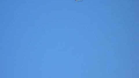 TRex 600 First rolls and loops