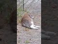 Gattino riposa.. 🐱 🐈